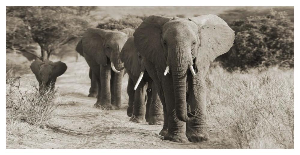 Herd Of African Elephants, Kenya-Paper Art-50X26