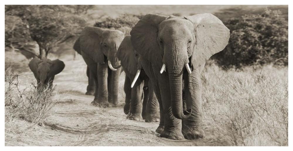 Herd Of African Elephants, Kenya-Paper Art-62X32