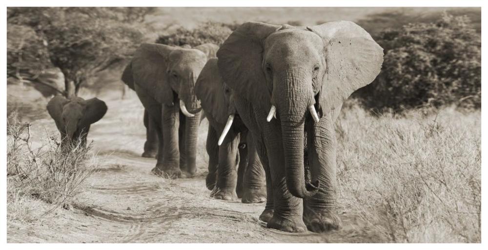 Herd Of African Elephants, Kenya-Paper Art-74X38