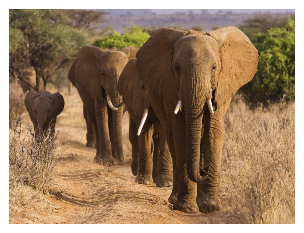 Herd Of African Elephants, Kenya-Paper Art-18X14
