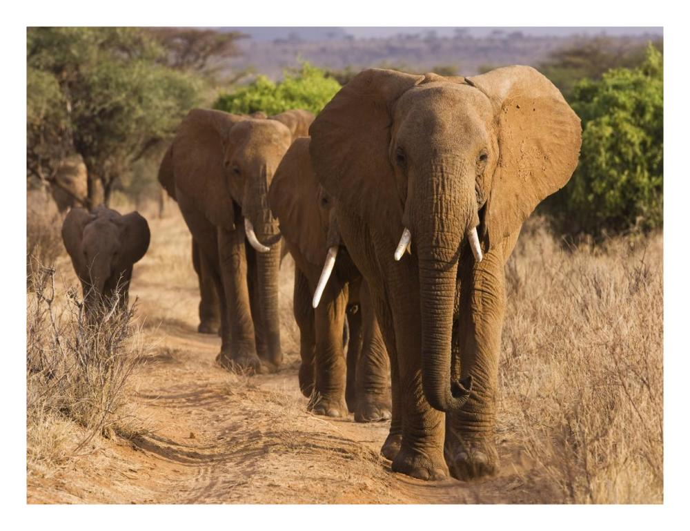 Herd Of African Elephants, Kenya-Paper Art-26X20
