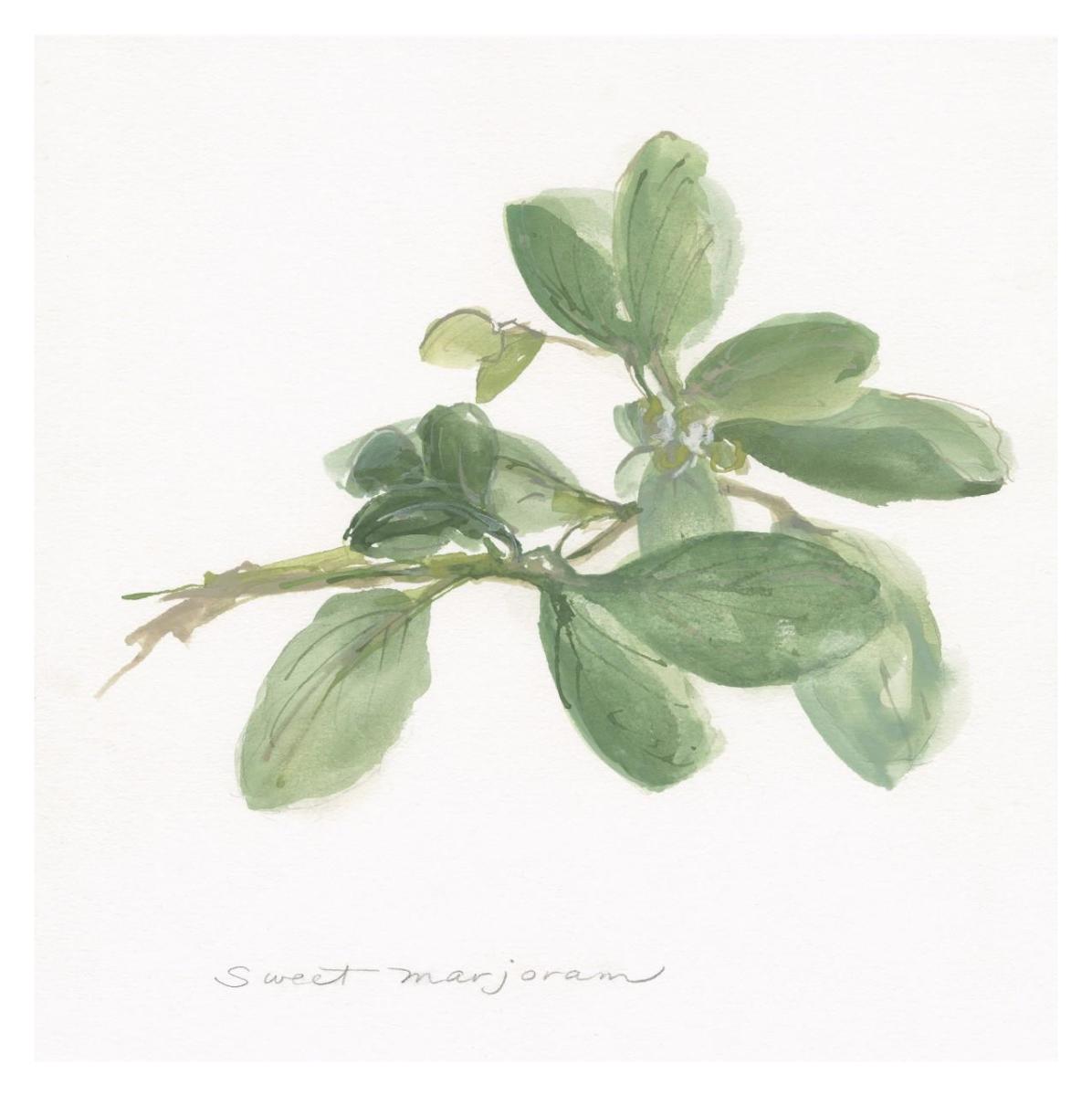 Sweet Marjoram -Paper Art-32X32