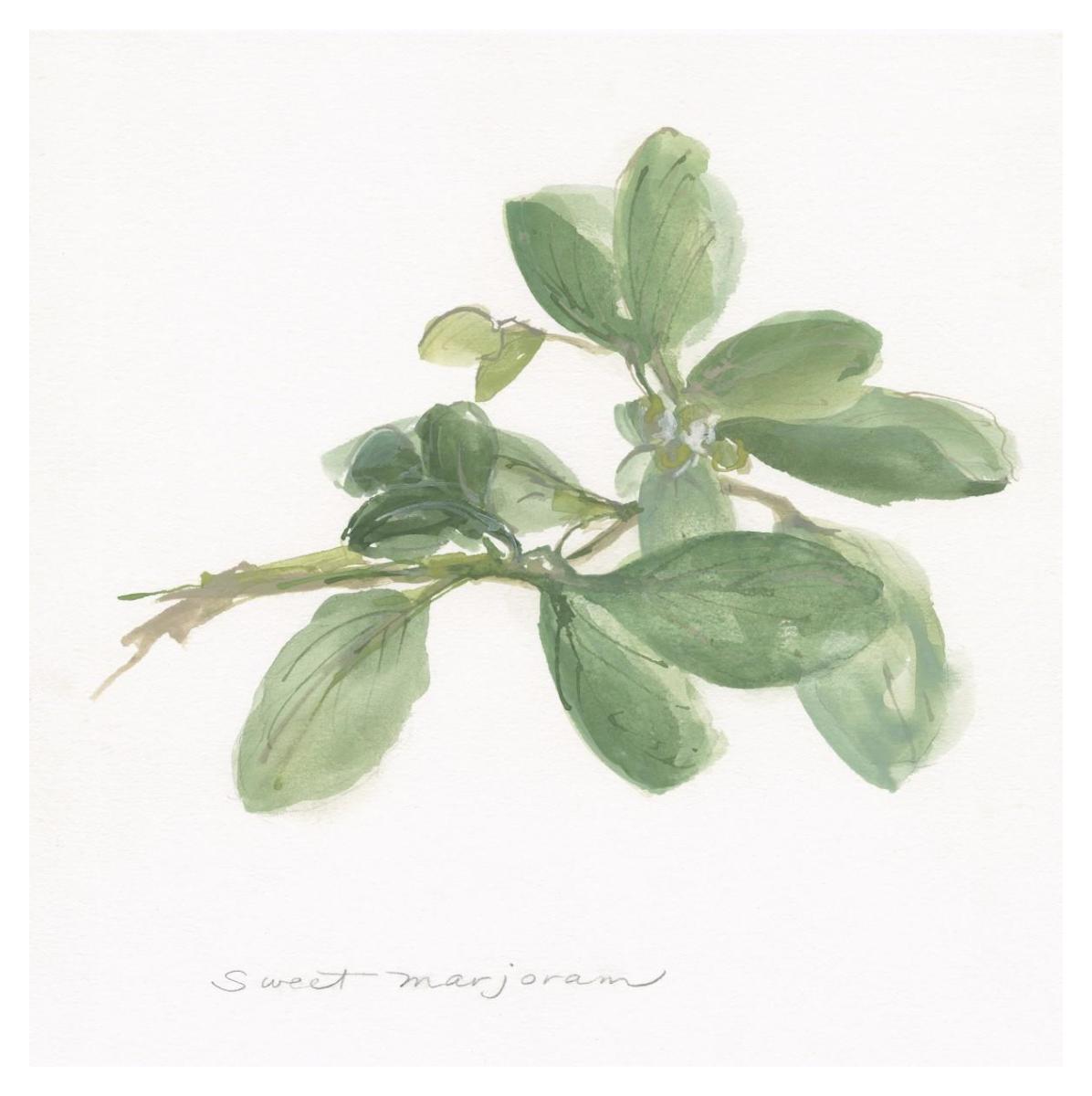 Sweet Marjoram -Paper Art-38X38