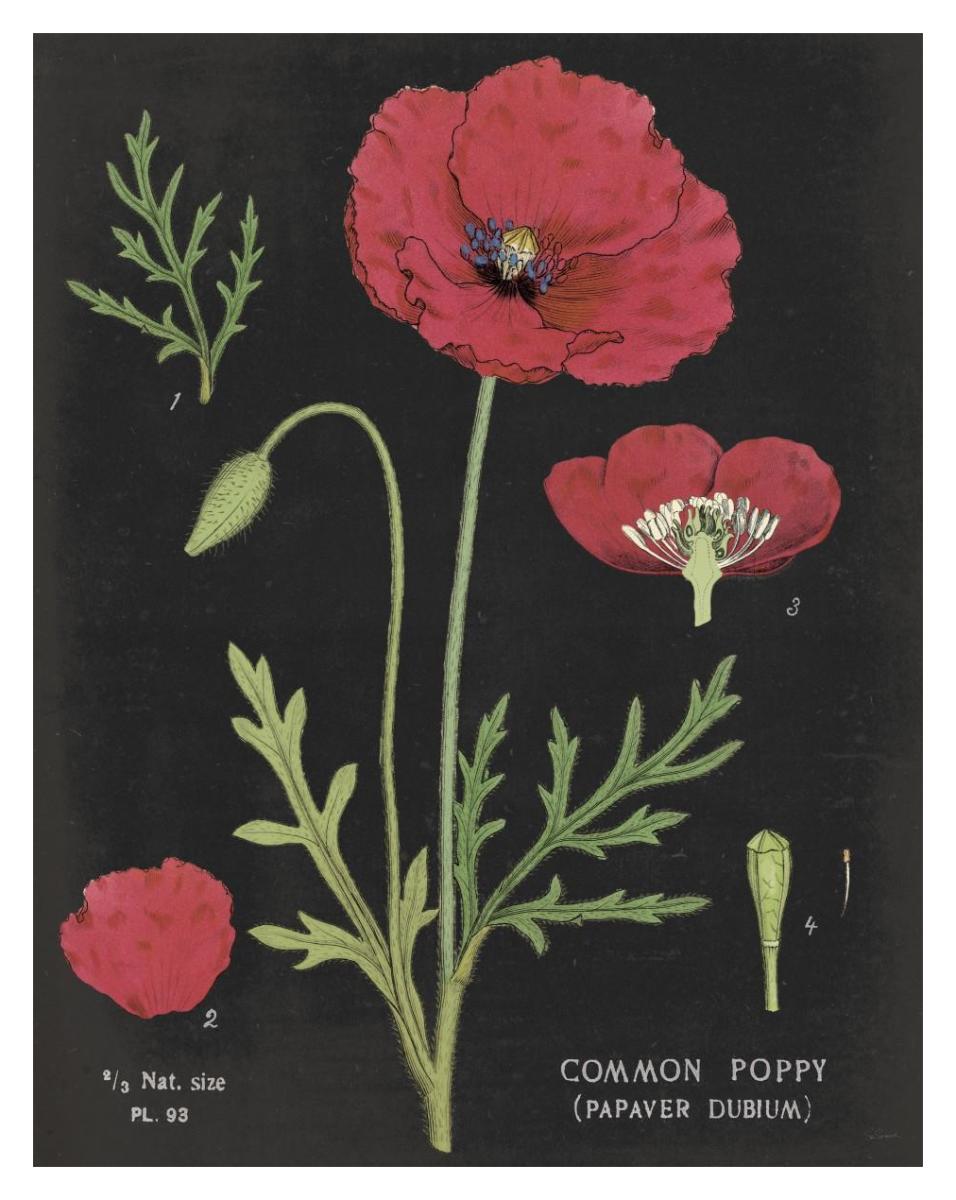 Poppy Chart -Paper Art-30X37