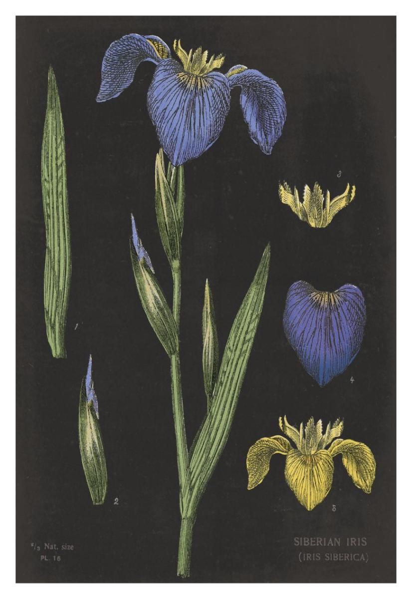 Iris Chart -Paper Art-14X20