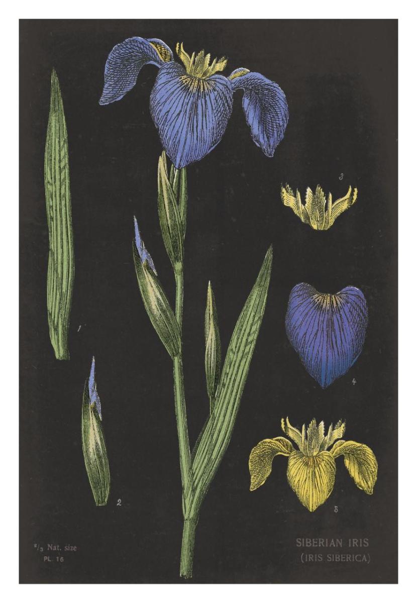 Iris Chart -Paper Art-22X32