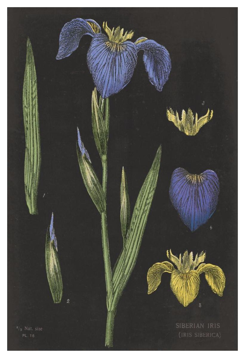 Iris Chart -Paper Art-34X50