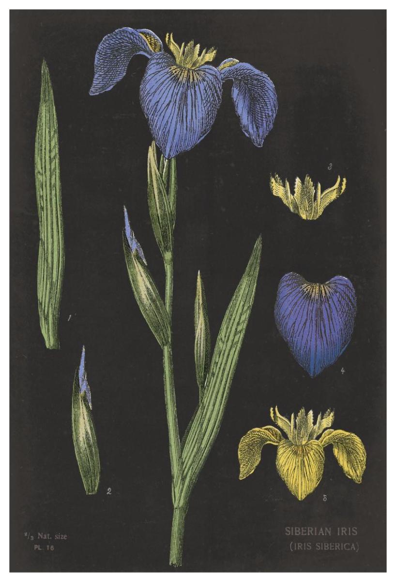 Iris Chart -Paper Art-42X62
