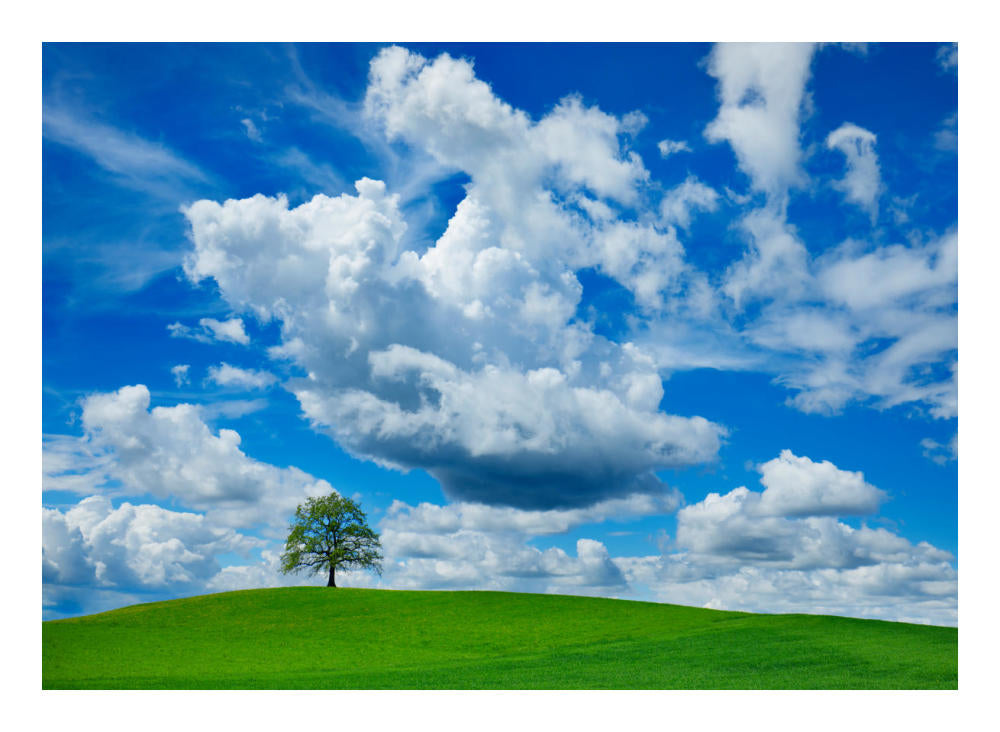 Oak And Clouds, Bavaria, Germany-Paper Art-24X18