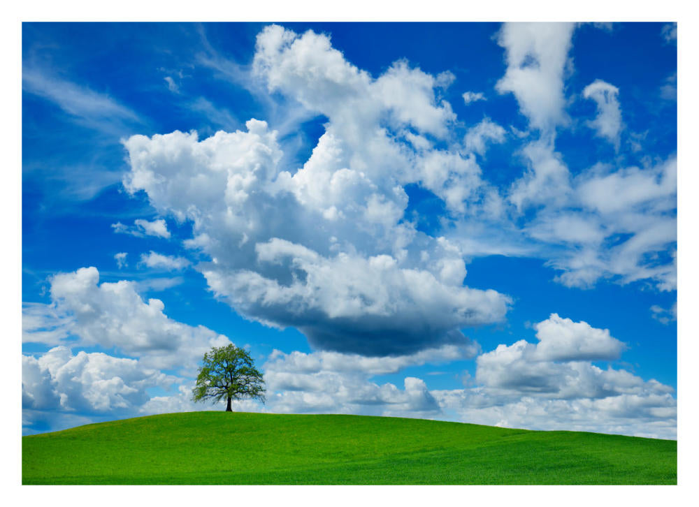 Oak And Clouds, Bavaria, Germany-Paper Art-32X23