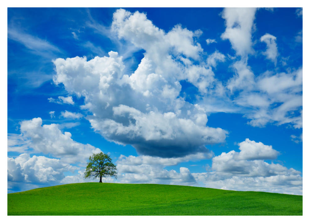 Oak And Clouds, Bavaria, Germany-Paper Art-42X30