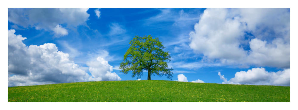 Oak And Clouds, Bavaria, Germany-Paper Art-38X14