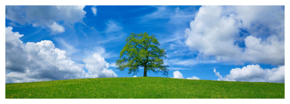 Oak And Clouds, Bavaria, Germany-Paper Art-56X20