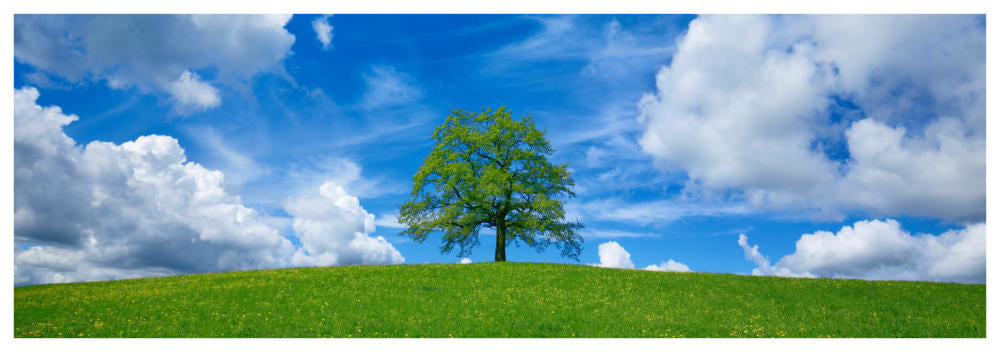 Oak And Clouds, Bavaria, Germany-Paper Art-74X26