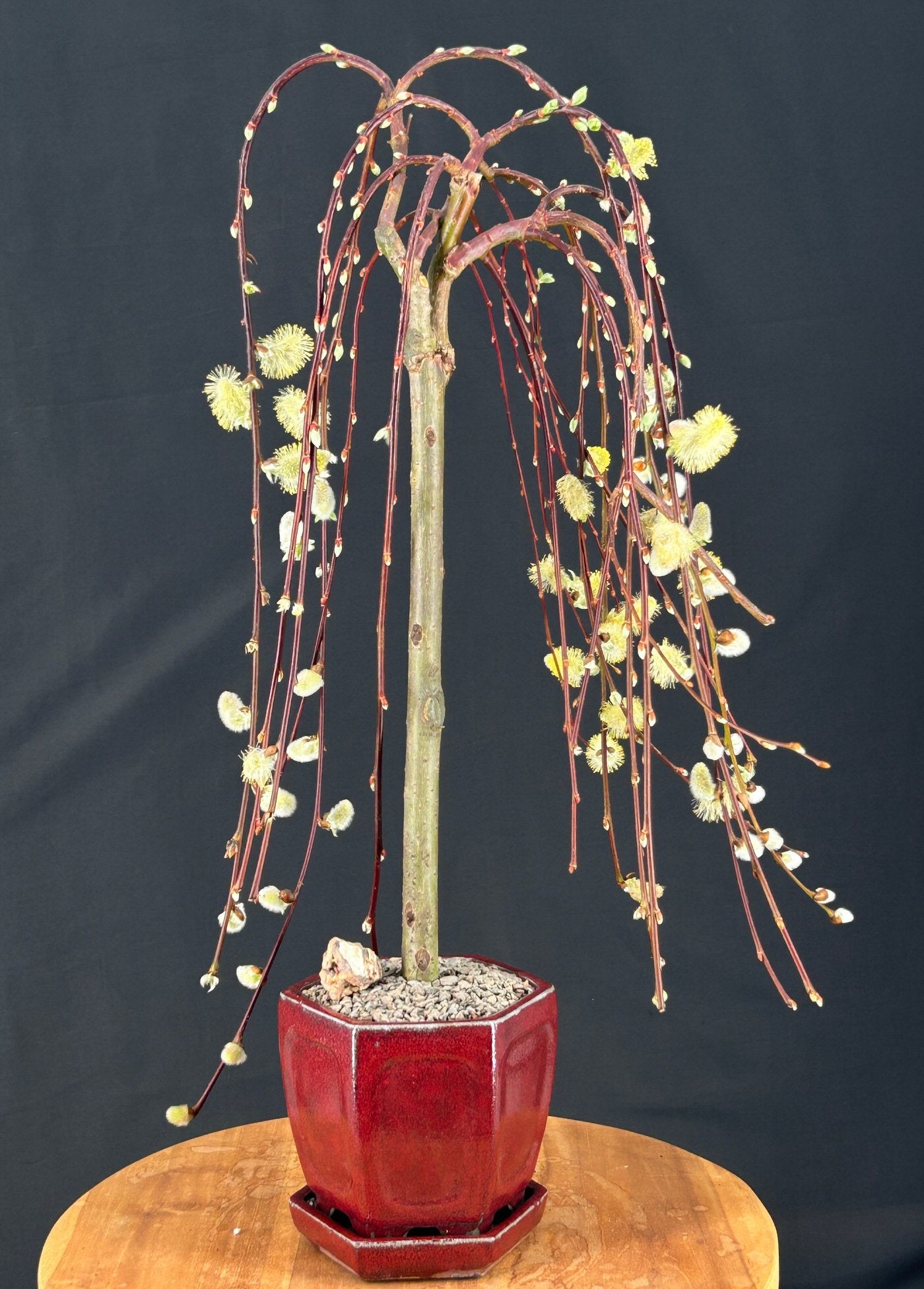 Flowering Weeping Pussy Willow Bonsai Tree (salix caprea 'kilmarnock')
